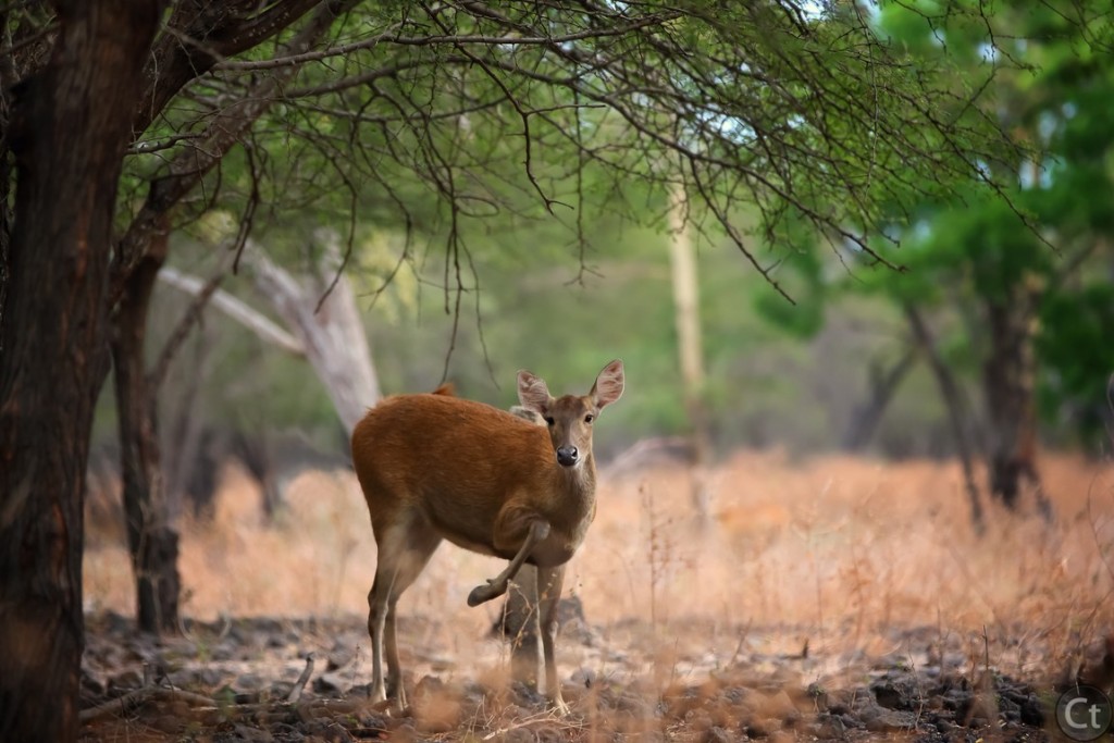 Wild Deer at Baluran Natinal Park, East Java