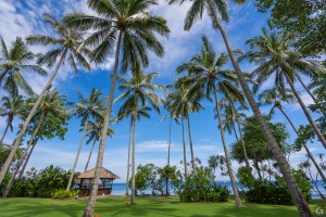 Tropical Paradise
